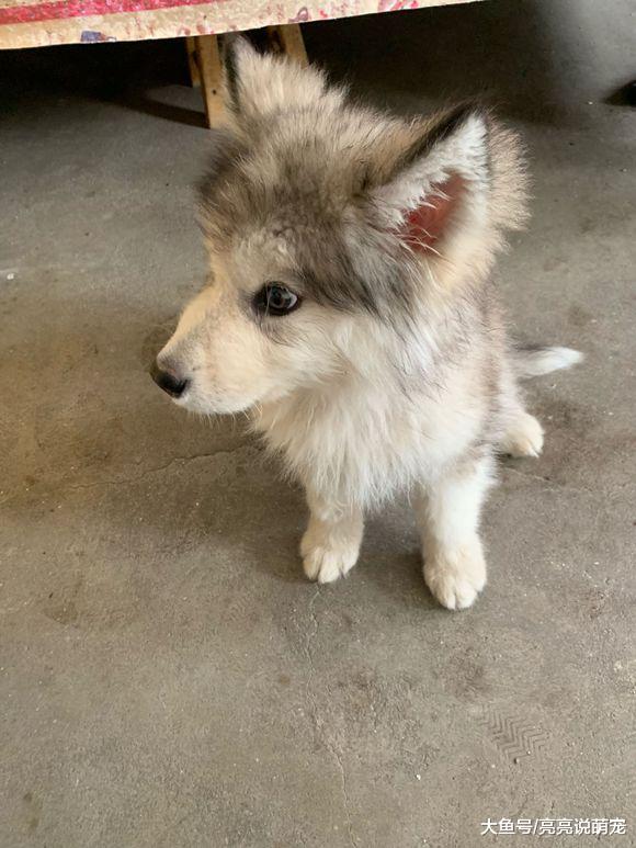 网友闻到有怪味儿，从床下发现一堆吃的，阿拉斯加：我的“粮仓”