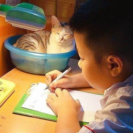 猫咪见小主人写作业，主动选择陪伴，最后被书本催眠了！