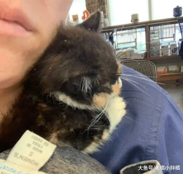 流浪猫自己挑主人，选中后抱着别人不愿撒手，幸福生活由自己争取