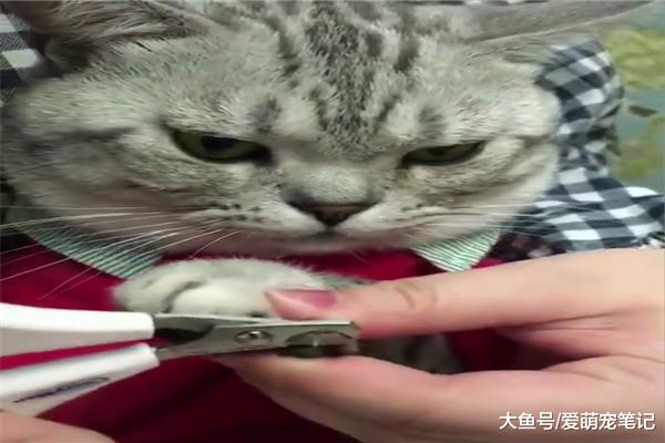 網友給美短貓剪指甲，一臉不情愿卻絲毫沒有掙扎，這貓咪好淡定啊