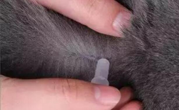 想要解决狗狗身上跳蚤，主人需要做好这几点