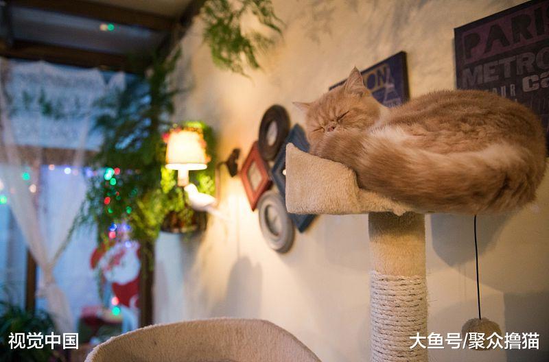 一旦喵星人出现异食癖，铲屎官首先要考虑，该给猫咪改善伙食了