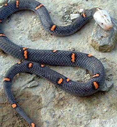 『毒蛇』它是中国第一毒蛇“一碰毙命”,欧美曾多次引进,结果都全军覆没