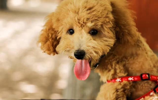 被主人慣壞的泰迪，都有這4種惡習，看看你家狗子有沒有？