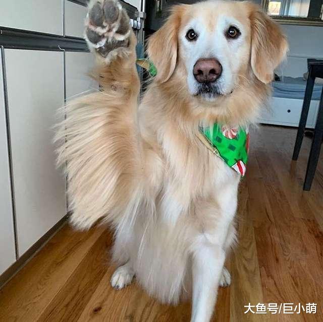 狗狗怕烟花一直叫，小女孩找出最喜欢的玩具，放在浴缸里陪伴狗狗