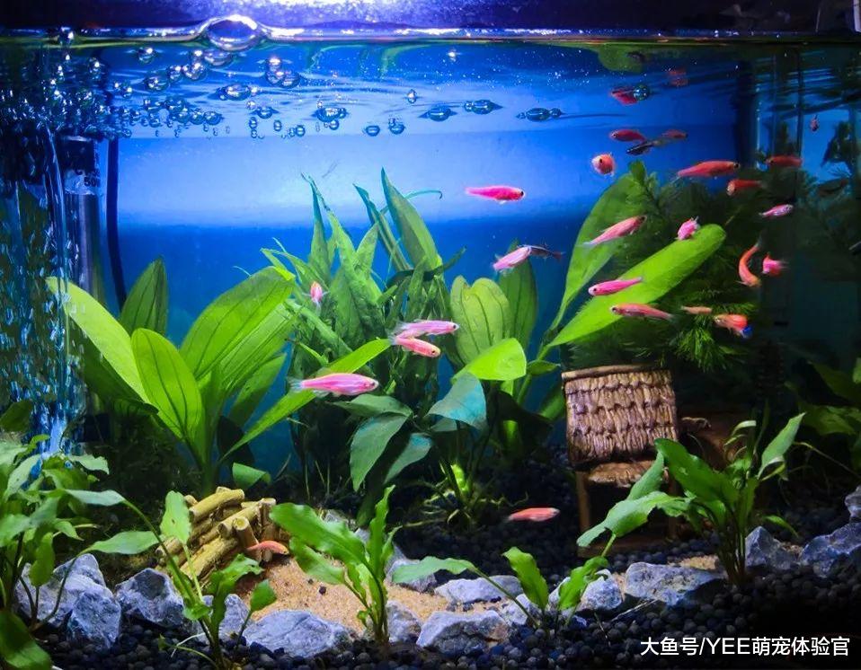 鱼友入门：从检测酸碱度到调酸技巧