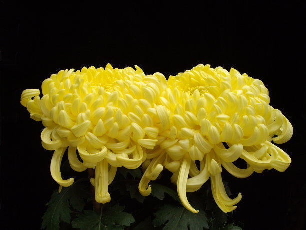 秋日菊花遍地有，秋菊茶也成热门，这些搭配要知道