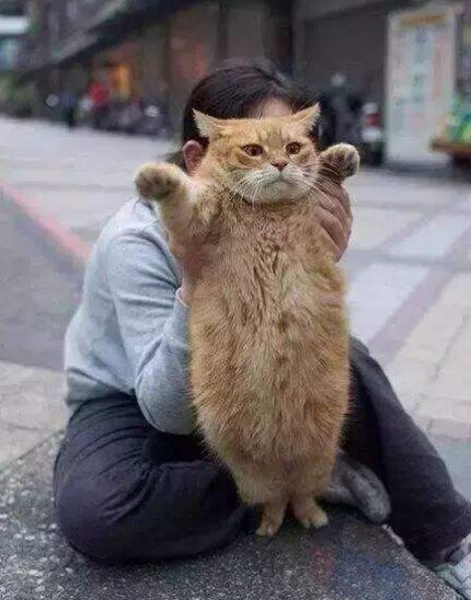 胖橘突然失踪, 几天后被找到主人忍不住笑喷: 没人喂你还能长胖?