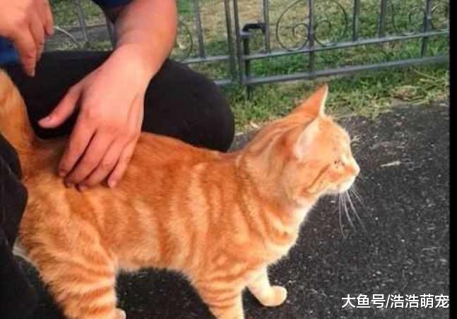 请善待流浪猫，它们为了活下来，真的已经用尽了力气！