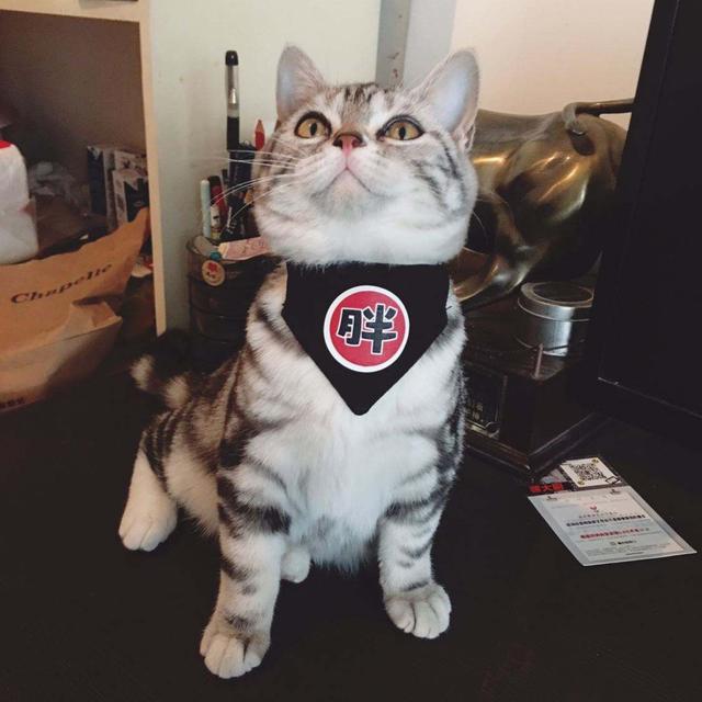 养猫必备的5大特征，如果你有，说明你很适合做猫奴哦~