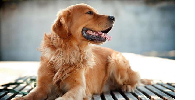 养狗, 为什么一定要选择公狗? 原因有4点!