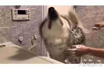 二哈洗澡像只温顺的小绵羊, 下一秒却打得主人措手不及, 笑面虎