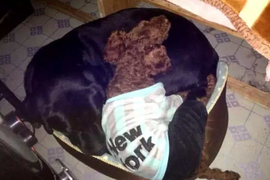 野外看到一只禿毛狗，渾身上下只剩下副骨架，收養一年后變化逆天