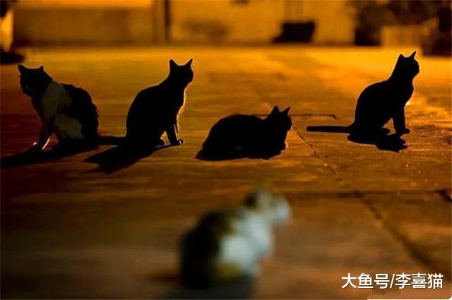 猫咪夜间也会看不见？面对严峻问题，铲屎官应做好三点措施