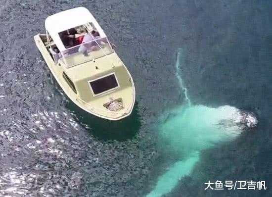 海里那些令人不寒而栗的生物，甚至被人们称为深海中的梦魇！