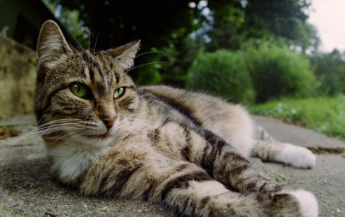 世贤虽渣，品如虽好，想要家庭幸福还是缺了一只猫！