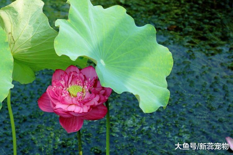 10月初，财运极佳的3个生肖，下半年不愁