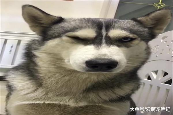 网友给哈士奇吹毛, 却吹出了男主的私房钱, 二哈: 这口黑锅我不背