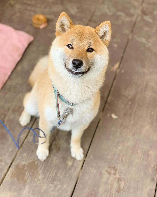 残暴柴犬大闹狗屋，枕头裂开棉花散落一地，狗狗灿烂一笑泯千仇