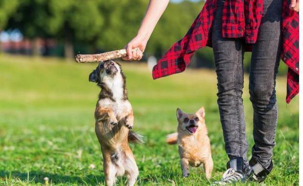 吉娃娃为什么那么多人讨厌? 原因有5点!