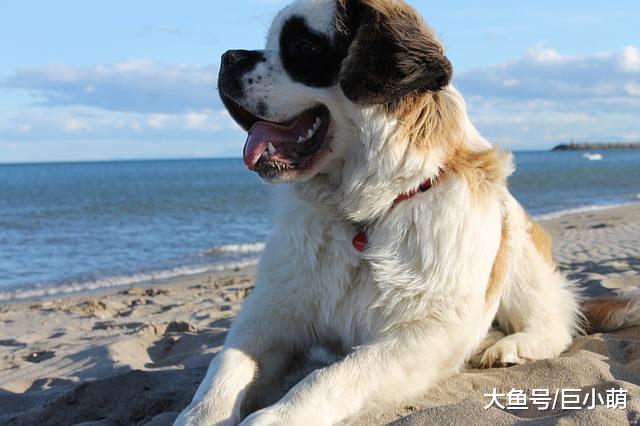 9种容易患关节炎的狗，可能是遗传问题，主人要注意检查