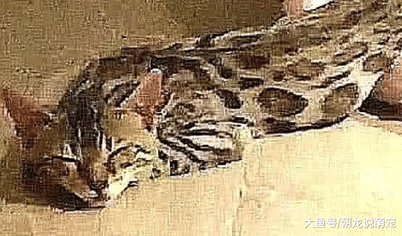 男子半夜上厕所，却发现猫被蟒蛇吃了，开灯那一刻果然不正常！