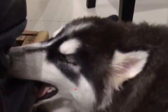 担心二哈不纯！看这睡觉姿势，难道你还不放心？网友：的确够二！