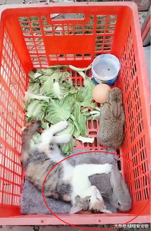 小猫紧追兔子不放，网友：单身久了，看什么都像极了爱情！