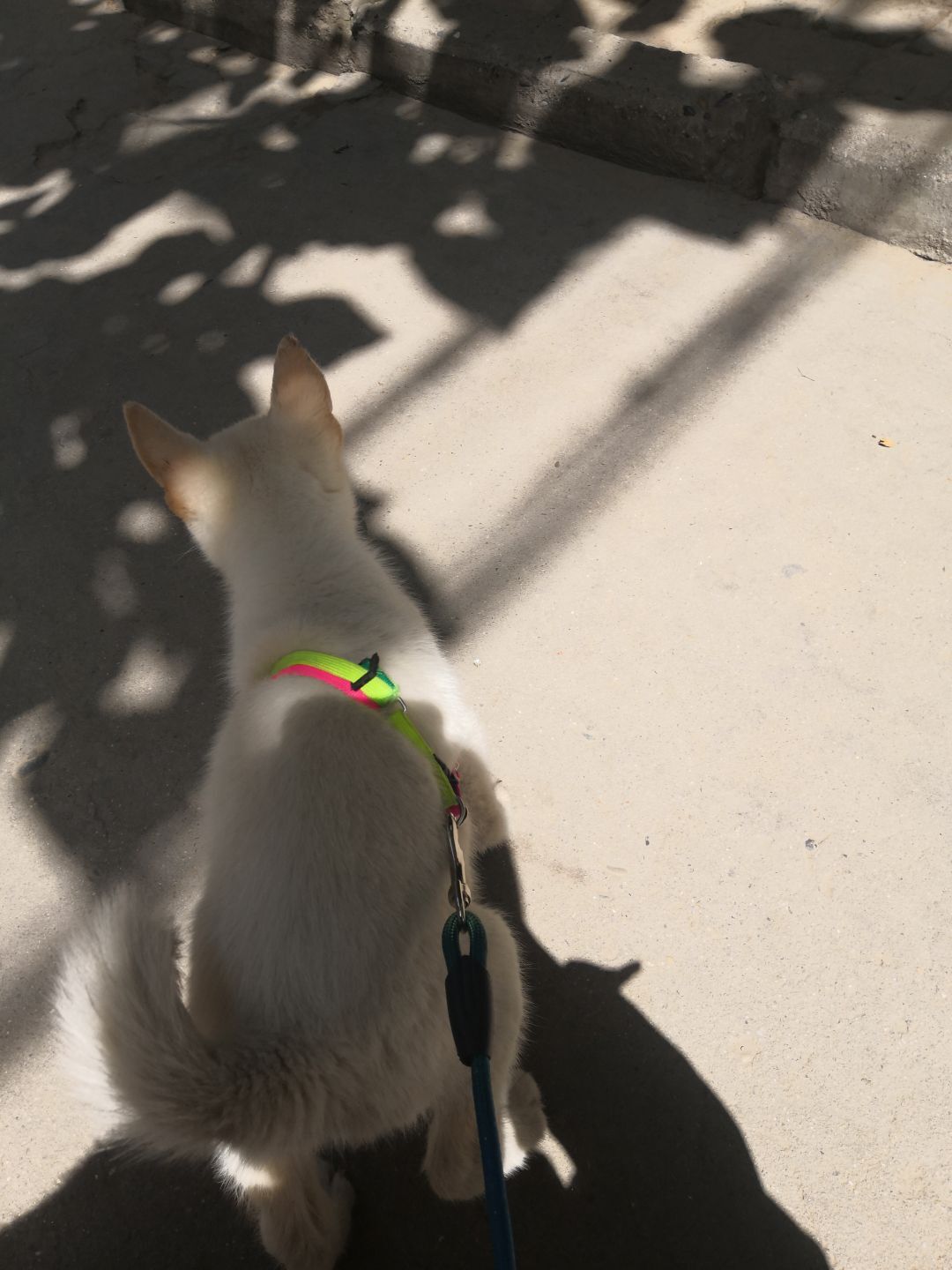 花了1500元在网上买了只白色哈士奇，收到货后却傻了