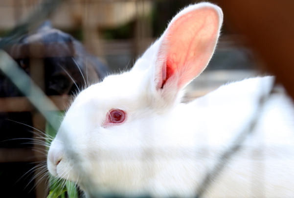 宠物兔子可以被牵着出去玩玩，但是，你需要注意这些事情