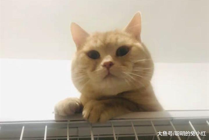宠主把猫抱回家，以为猫不愿意，放走后家里溜进“不明生物”