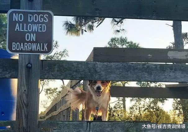 动物站在告示牌前，十分爆笑，牌子：给个面子，看我一眼好不好？