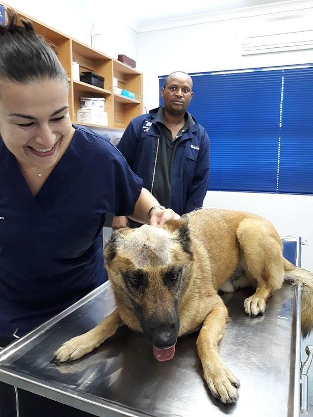 忠犬為拯救主人與歹徒搏斗，被牛肉刀插頭，再深幾毫米就會沒命