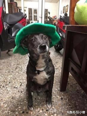 超乖狗狗坚持室外排便，当主人忘记遛狗时，它就尿在塑料袋上面