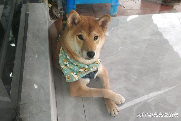 柴犬不敢上厕所，它在等着主人带它出去，快把它憋“疯”了