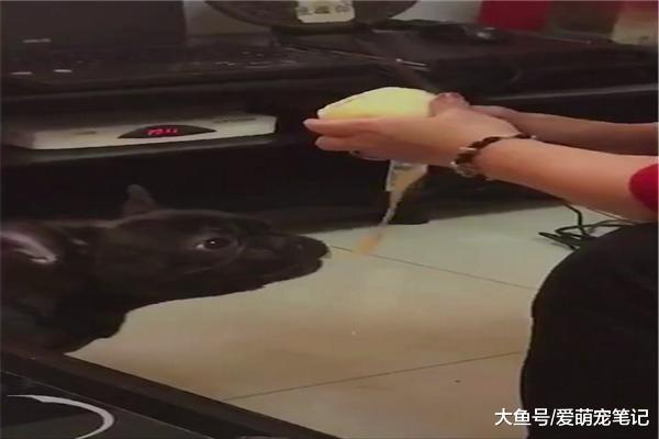 姥姥為了跟法斗增進感情，削蘋果皮給它吃，網友：全網最節儉的汪