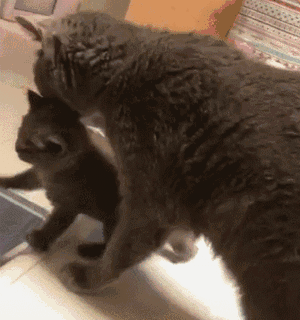 妈妈的爱太“沉重”，新手妈妈带孩子，将小猫都舔成秃头了