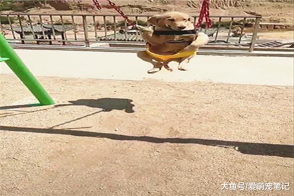 金毛荡千秋时害怕摔倒，jiojio一直扶着绳子，享受的表情萌翻路人