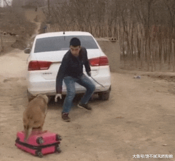 这5类狗狗, 一定要拉黑, 不能养!