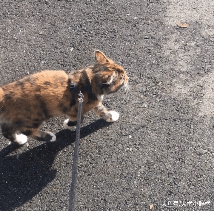 贪玩小猫沦落为流浪猫，为了重回幸福生活，竟赖在别人家里不走了