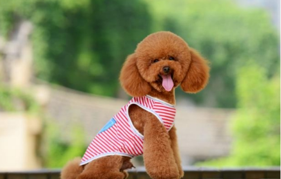 当泰迪跟主人求救时，它会发出这几种信号，你都知道吗？