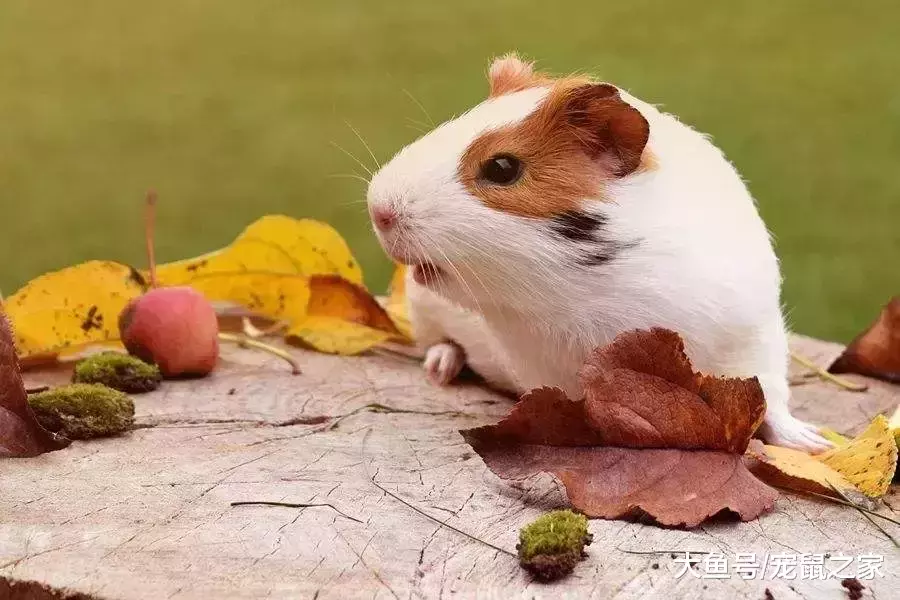 啥叫荷蘭豬？吃你的，喝你的，還死命使喚你