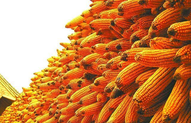 中国第二场爆发开始了！美国农民溃不成军，白宫内部弥漫悲观氛围