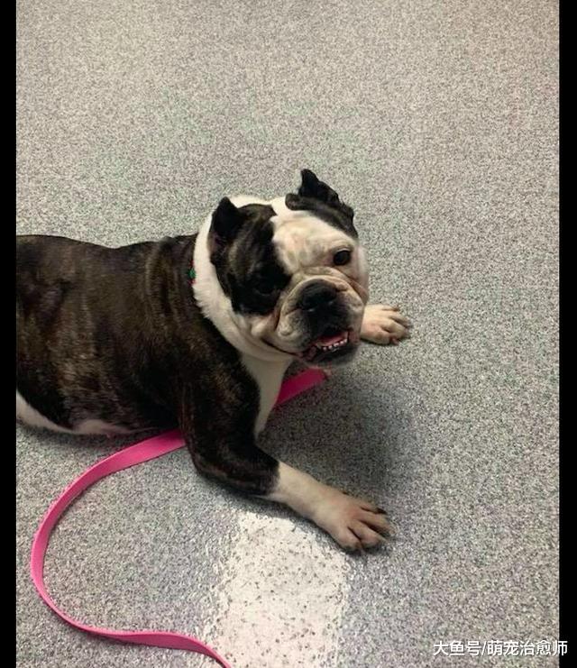 斗牛犬被主人拴在地牢里繁殖小狗，它每晚的悲鸣声听了很是心痛