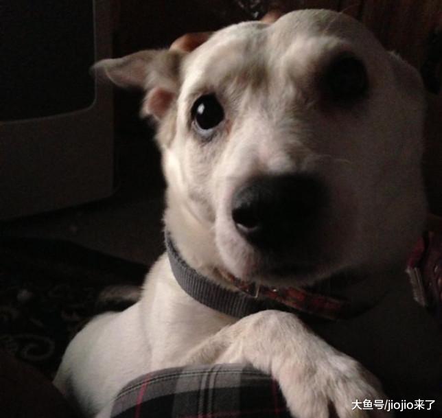 狗狗等主人下班等了十几年，它去世后，心碎主人分享了他们的故事