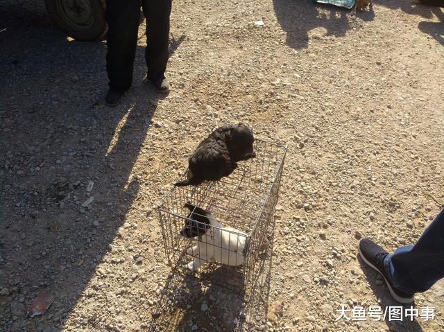 在狗市, 只要30元一只的中华田园幼犬, 为何半天无人购买?