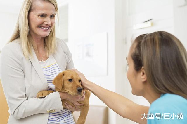 不想狗狗变得很敏感，在第3到12周，做好狗狗社会化训练