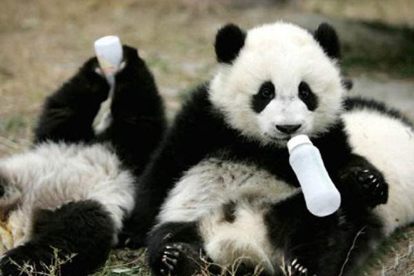 中国10大濒危物种，白鳍豚和华南虎上榜，你知道几个？