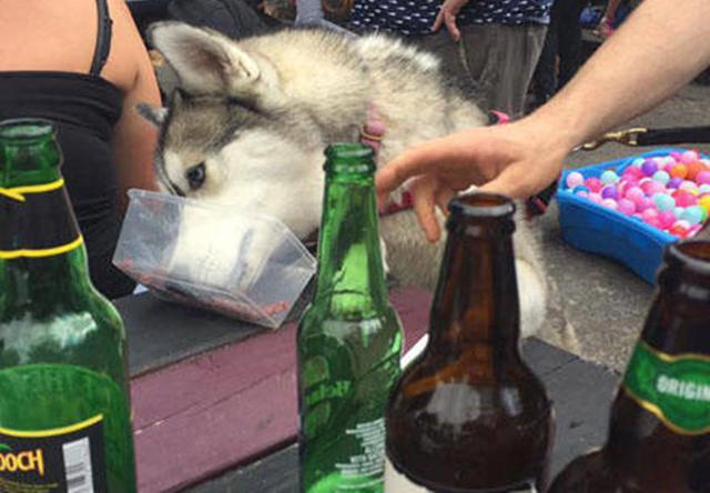 主人带哈士奇参加派对，二哈却偷偷喝酒，刚喝了几口就有点飘了