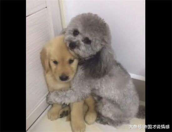 小金毛偷吃遭主人惩罚，泰迪竟护住金毛，眼神暖化主人